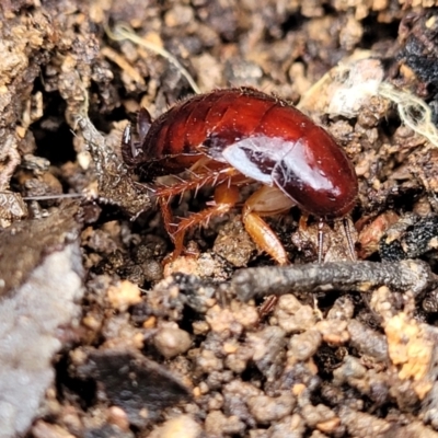Blattidae sp. (family) (Unidentified blattid cockroach) at Manton, NSW - 6 Aug 2022 by trevorpreston