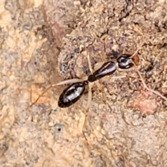 Camponotus claripes (Pale-legged sugar ant) at Lade Vale, NSW - 6 Aug 2022 by trevorpreston