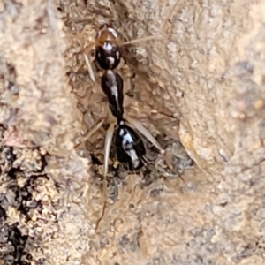 Camponotus claripes at Lade Vale, NSW - 6 Aug 2022