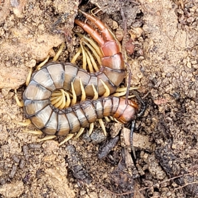 Cormocephalus aurantiipes (Orange-legged Centipede) at Mundoonen Nature Reserve - 6 Aug 2022 by trevorpreston