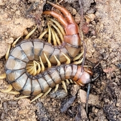 Cormocephalus aurantiipes at Lade Vale, NSW - 6 Aug 2022 11:35 AM