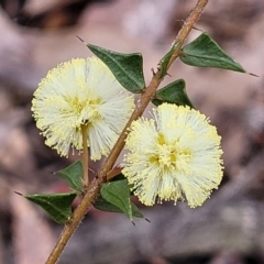 Acacia gunnii (Ploughshare Wattle) at Mundoonen Nature Reserve - 6 Aug 2022 by trevorpreston