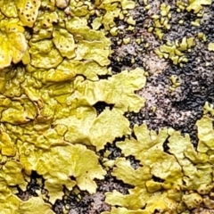 Parmeliaceae (family) at Lade Vale, NSW - 6 Aug 2022 11:31 AM