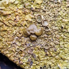 Parmeliaceae (family) at Lade Vale, NSW - 6 Aug 2022 11:31 AM