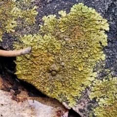 Parmeliaceae (family) at Lade Vale, NSW - 6 Aug 2022 11:31 AM