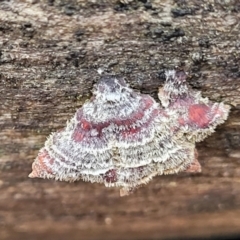 Stereum sp. at Mundoonen Nature Reserve - 6 Aug 2022 by trevorpreston