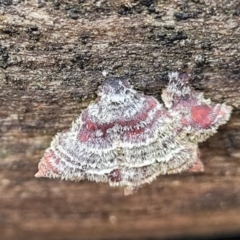 Stereum sp. at Lade Vale, NSW - 6 Aug 2022 11:30 AM