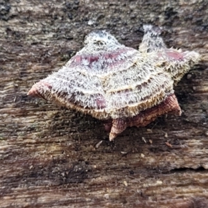 Stereum sp. at Lade Vale, NSW - 6 Aug 2022 11:30 AM