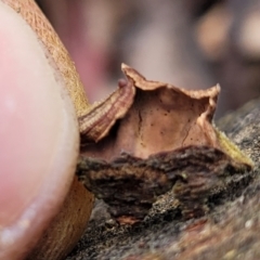 Stereum sp. at Lade Vale, NSW - 6 Aug 2022 11:30 AM