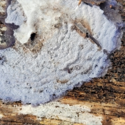 Corticioid fungi at Lade Vale, NSW - 6 Aug 2022 by trevorpreston