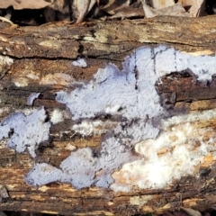 Corticioid fungi at Lade Vale, NSW - 6 Aug 2022 11:29 AM