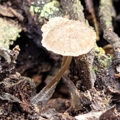 Marasmius at Lade Vale, NSW - 6 Aug 2022 by trevorpreston