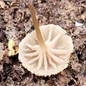 Marasmius at Mundoonen Nature Reserve - 6 Aug 2022