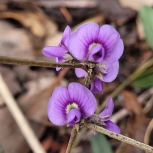 Hovea heterophylla at Lade Vale, NSW - 6 Aug 2022