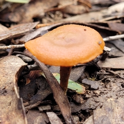 Laccaria sp. (Laccaria) at Lade Vale, NSW - 6 Aug 2022 by trevorpreston