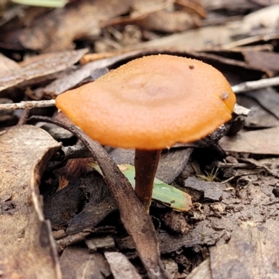 Laccaria sp. (Laccaria) at Mundoonen Nature Reserve - 6 Aug 2022 by trevorpreston