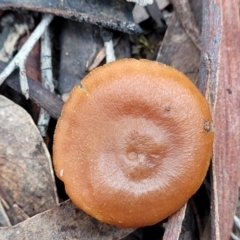 Laccaria sp. at Mundoonen Nature Reserve - 6 Aug 2022