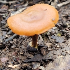 Laccaria sp. at Mundoonen Nature Reserve - 6 Aug 2022