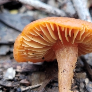 Laccaria sp. at Mundoonen Nature Reserve - 6 Aug 2022