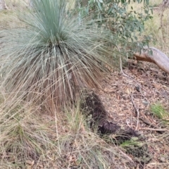 Xanthorrhoea glauca subsp. angustifolia (Grey Grass-tree) at Lade Vale, NSW - 6 Aug 2022 by trevorpreston