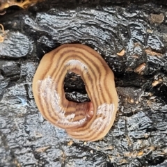 Fletchamia quinquelineata (Five-striped flatworm) at Lade Vale, NSW - 6 Aug 2022 by trevorpreston