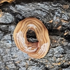 Fletchamia quinquelineata at Lade Vale, NSW - 6 Aug 2022