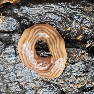 Fletchamia quinquelineata at Lade Vale, NSW - 6 Aug 2022