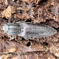 Crepidomenus fulgidus (Click beetle) at Mundoonen Nature Reserve - 6 Aug 2022 by trevorpreston