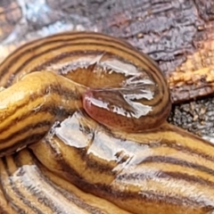 Fletchamia quinquelineata (Five-striped flatworm) at Lade Vale, NSW - 6 Aug 2022 by trevorpreston