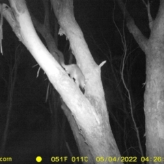 Trichosurus vulpecula (Common Brushtail Possum) at Monitoring Site 141 - Revegetation - 3 May 2022 by ChrisAllen
