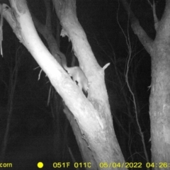 Trichosurus vulpecula (Common Brushtail Possum) at Wodonga - 3 May 2022 by ChrisAllen