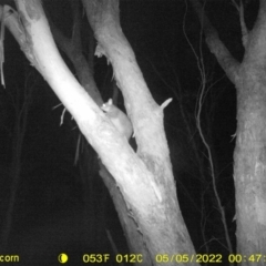 Unidentified Possum (TBC) at Baranduda, VIC - 4 May 2022 by ChrisAllen