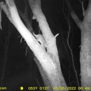 Trichosurus vulpecula at Baranduda, VIC - 5 May 2022