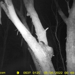 Trichosurus vulpecula at Baranduda, VIC - 5 May 2022