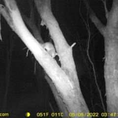 Trichosurus vulpecula (Common Brushtail Possum) at Monitoring Site 141 - Revegetation - 4 May 2022 by ChrisAllen