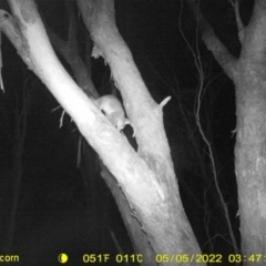 Trichosurus vulpecula (Common Brushtail Possum) at Baranduda, VIC - 5 May 2022 by ChrisAllen