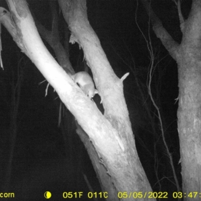 Trichosurus vulpecula (Common Brushtail Possum) at Wodonga - 4 May 2022 by ChrisAllen