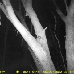 Trichosurus vulpecula at Baranduda, VIC - 5 May 2022 03:47 AM