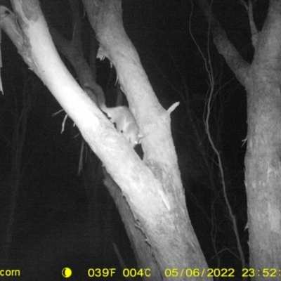 Trichosurus vulpecula (Common Brushtail Possum) at Wodonga - 6 May 2022 by ChrisAllen