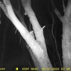 Trichosurus vulpecula (Common Brushtail Possum) at Monitoring Site 141 - Revegetation - 6 May 2022 by ChrisAllen