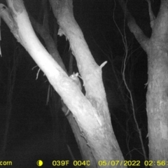 Trichosurus vulpecula (Common Brushtail Possum) at WREN Reserves - 7 May 2022 by ChrisAllen