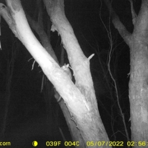 Trichosurus vulpecula at Baranduda, VIC - 7 May 2022