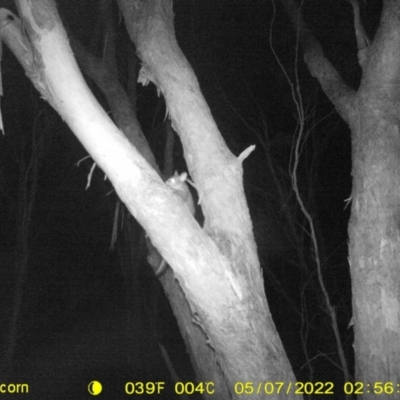 Trichosurus vulpecula (Common Brushtail Possum) at Baranduda, VIC - 7 May 2022 by ChrisAllen