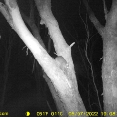 Trichosurus vulpecula at Baranduda, VIC - 7 May 2022 02:56 AM