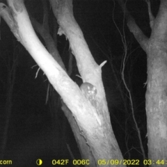 Trichosurus vulpecula (Common Brushtail Possum) at Baranduda, VIC - 9 May 2022 by ChrisAllen