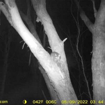 Trichosurus vulpecula (Common Brushtail Possum) at Wodonga - 8 May 2022 by ChrisAllen