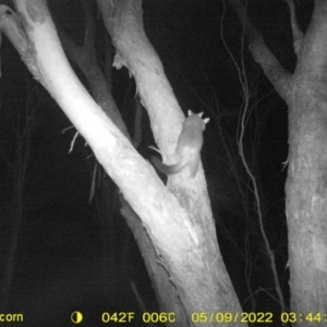 Trichosurus vulpecula at Baranduda, VIC - 9 May 2022 03:44 AM