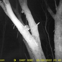 Pseudocheirus peregrinus (Common Ringtail Possum) at Monitoring Site 141 - Revegetation - 9 May 2022 by ChrisAllen