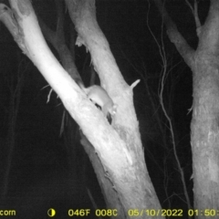 Trichosurus vulpecula (Common Brushtail Possum) at Monitoring Site 141 - Revegetation - 9 May 2022 by ChrisAllen