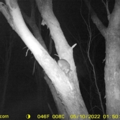 Trichosurus vulpecula at Baranduda, VIC - 10 May 2022